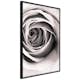 Poster Artgeist Affisch Rose Vortex