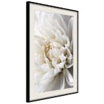 Poster Artgeist Affisch White Dahlia