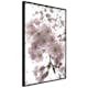 Poster Artgeist Affisch Cherry Blossoms