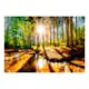 Fototapet Arkiio Marvelous Forest