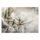 Fototapet Arkiio Subtle Magnolias Arkiio Second Variant