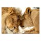 Fototapet Arkiio Lion Tenderness