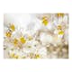 Fototapet Arkiio Sunny Alstroemeria