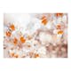Fototapet Arkiio Lily Of The Incas