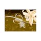 Fototapet Arkiio Lily In Shades Of Green
