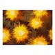 Fototapet Arkiio Sunflower Dance