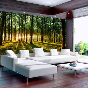 Fototapet Arkiio Spring: Morning In The Forest