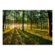 Fototapet Arkiio Spring: Morning In The Forest
