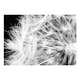Fototapet Arkiio Black And White Dandelion