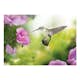 Fototapet Arkiio Humming Bird