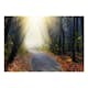 Fototapet Arkiio Road Through The Forest