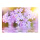 Fototapet Arkiio Violet Petals In Bloom