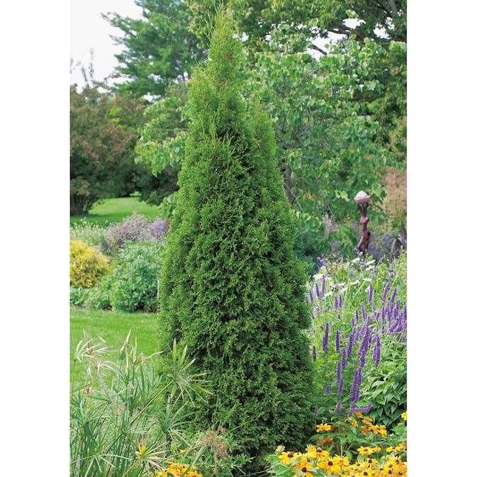 Ädeltuja Omnia Garden Smaragd 100-125 cm