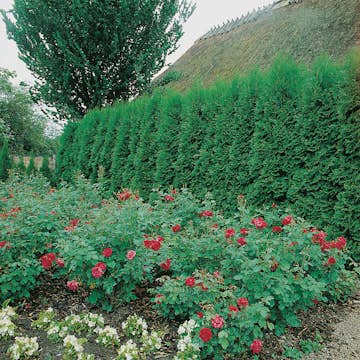 Planta Ädeltuja Omnia Garden Smaragd 80-100 cm