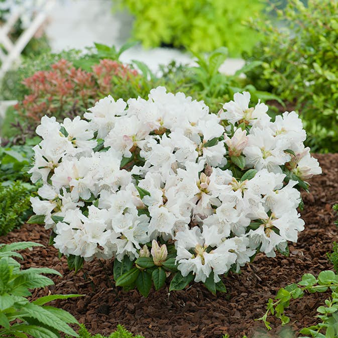 Rhododendron Amerikansk Alpros Omnia Garden Dora Amateis 25-30 cm