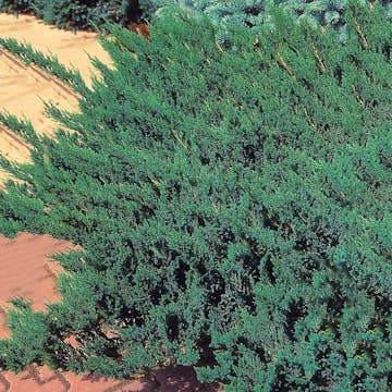 Amerikansk Kryp-en Omnia Garden Blue Chip 25-30 cm