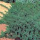 Amerikansk Kryp-en Omnia Garden Blue Chip 25-30 cm