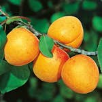 Aprikosträd Omnia Garden