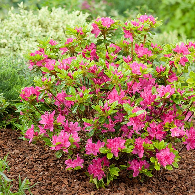Rhododendron Azalea Omnia Garden Kermesina 20-25 cm