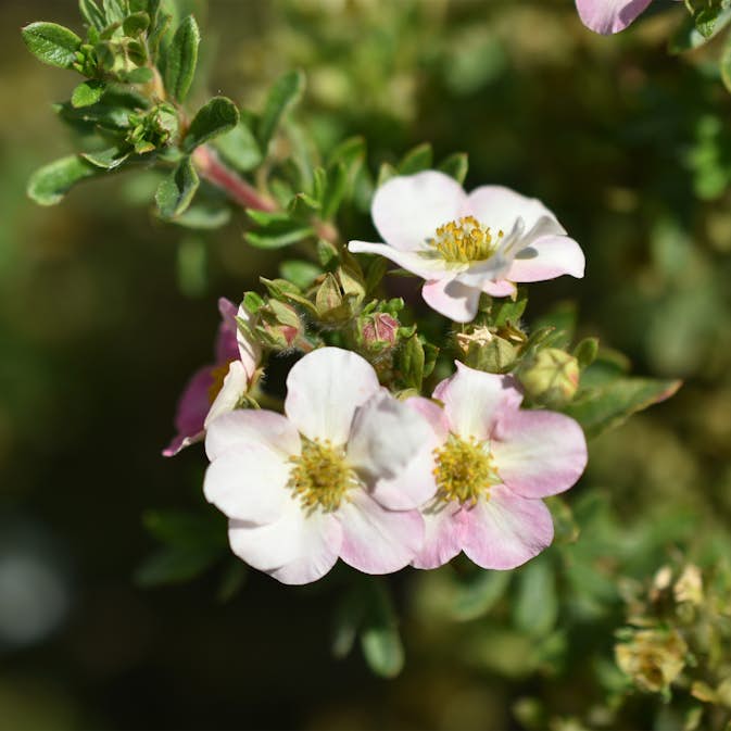 Planta Ölandstok Omnia Garden "Pink Beauty"
