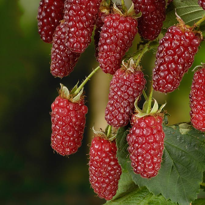 Buske Björnbärshallon Omnia Garden 60-80 cm