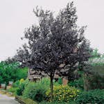Prydnadsträd Omnia Garden Blodplommon Prunus cerasifera 100-120 cm
