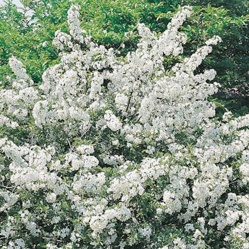 Häck Omnia Garden Bukettapel 30-50 cm