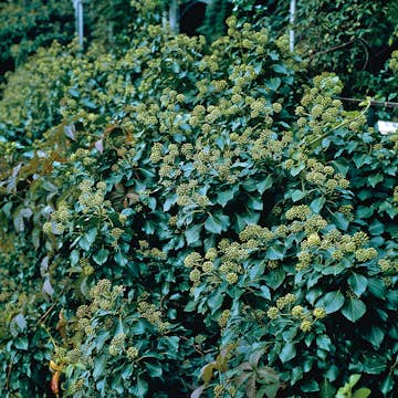 Prydnadsbuske Omnia Garden Buskmurgröna