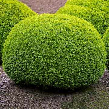 Prydnadsbuske Omnia Garden Buxbom