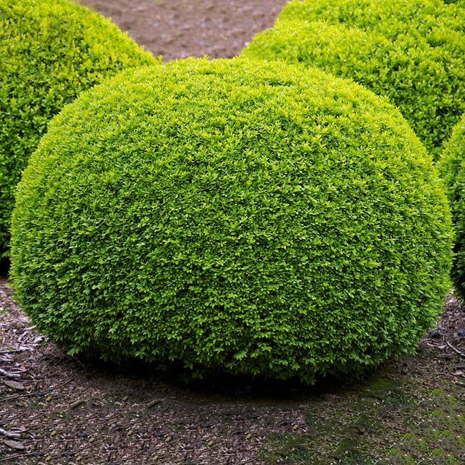 Prydnadsbuske Omnia Garden Buxbom