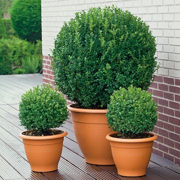 Buske Buxbom Omnia Garden Formklippt Klot