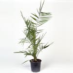 Dadelpalm Omnia Garden