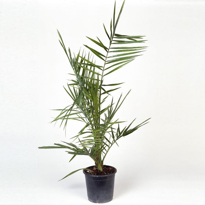 Dadelpalm Omnia Garden