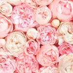 Fototapet Living Walls Designwalls DD118522