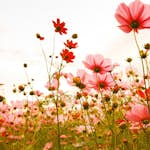 Fototapet Living Walls Designwalls DD118598