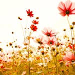 Fototapet Living Walls Designwalls DD118600