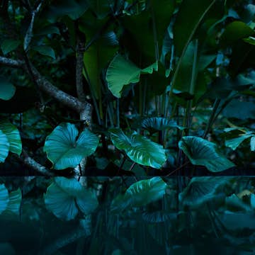 Fototapet Living Walls Designwalls DD118796