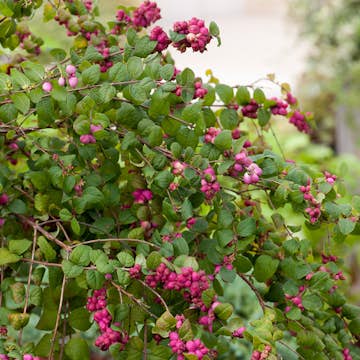 Prydnadsbuske Omnia Garden Doorenbos-snöbär