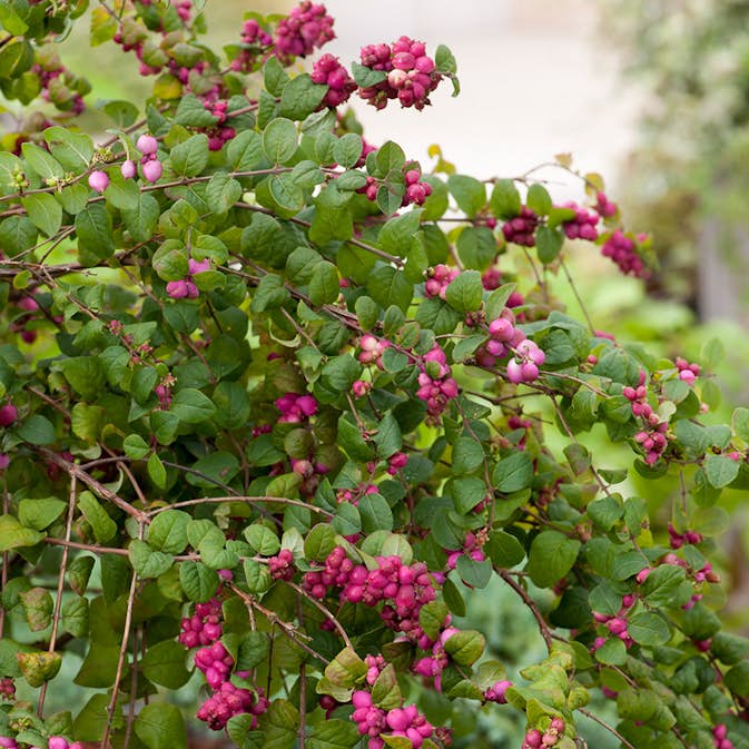 Prydnadsbuske Omnia Garden Doorenbos-snöbär