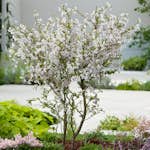 Prydnadsträd Omnia Garden Dvärgkörsbär Kojou-no-mai 60 cm - Vit Blomning