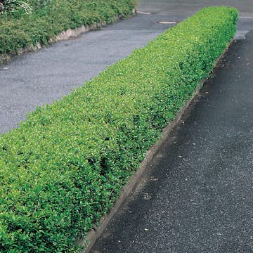 Häck Omnia Garden Dvärgliguster 20-30 cm