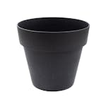 Blomkruka Recal Bariton