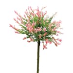 Prydnadsträd Omnia Garden Eukalyptusvide - Träd med Grönt Lövverk & Blomning 60 cm