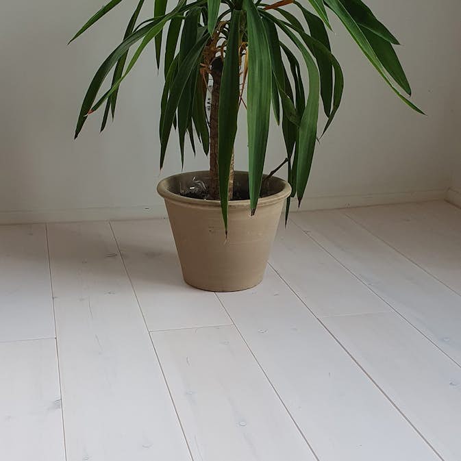 Massivt Trägolv Eden Wood Classic Vit, Mattlackat 1-Stav Norrlandsfuru