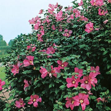 Prydnadsbuske Frilandshibiskus Omnia Garden Woodbridge