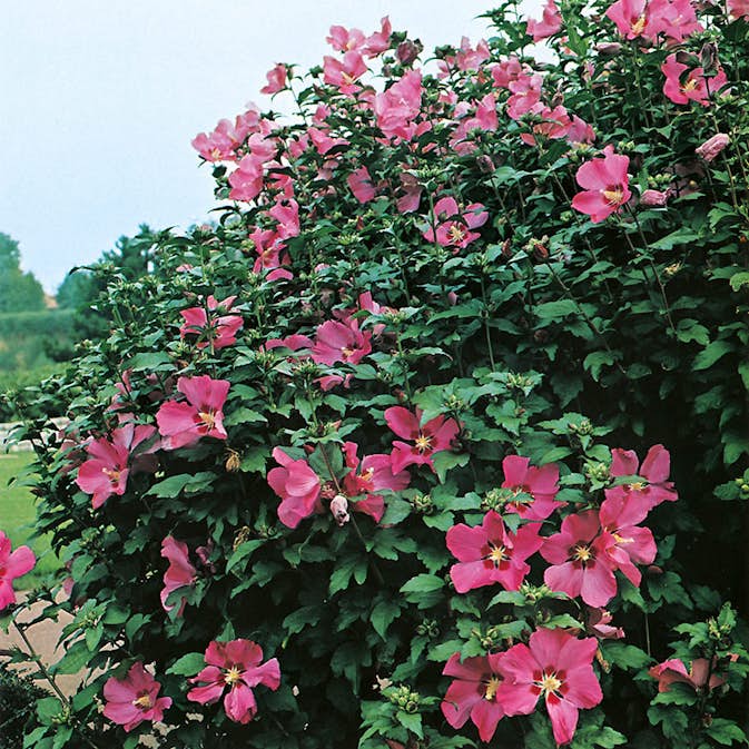 Prydnadsbuske Frilandshibiskus Omnia Garden Woodbridge