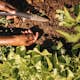 Planteringssticka Fiskars Solid