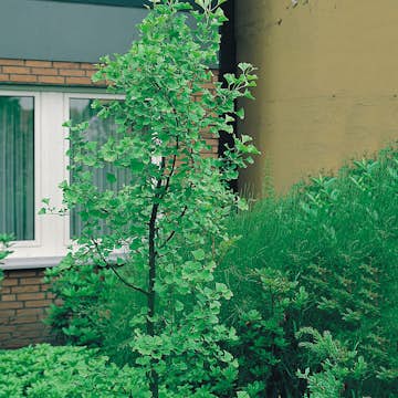 Ginkgo Tempelträd Omnia Garden 60-80 cm