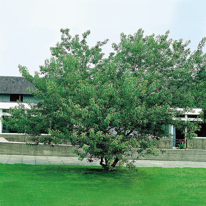 Prydnadsbuske Omnia Garden Ginnalalönn, Vit Blomning, 150-200cm