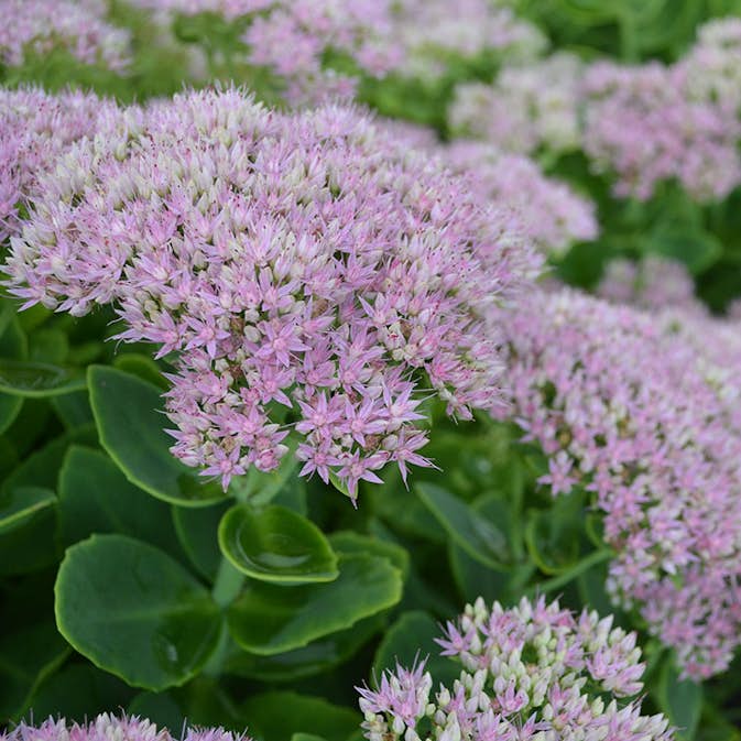 Planta Omnia Garden Kinesisk kärleksört Granlunda